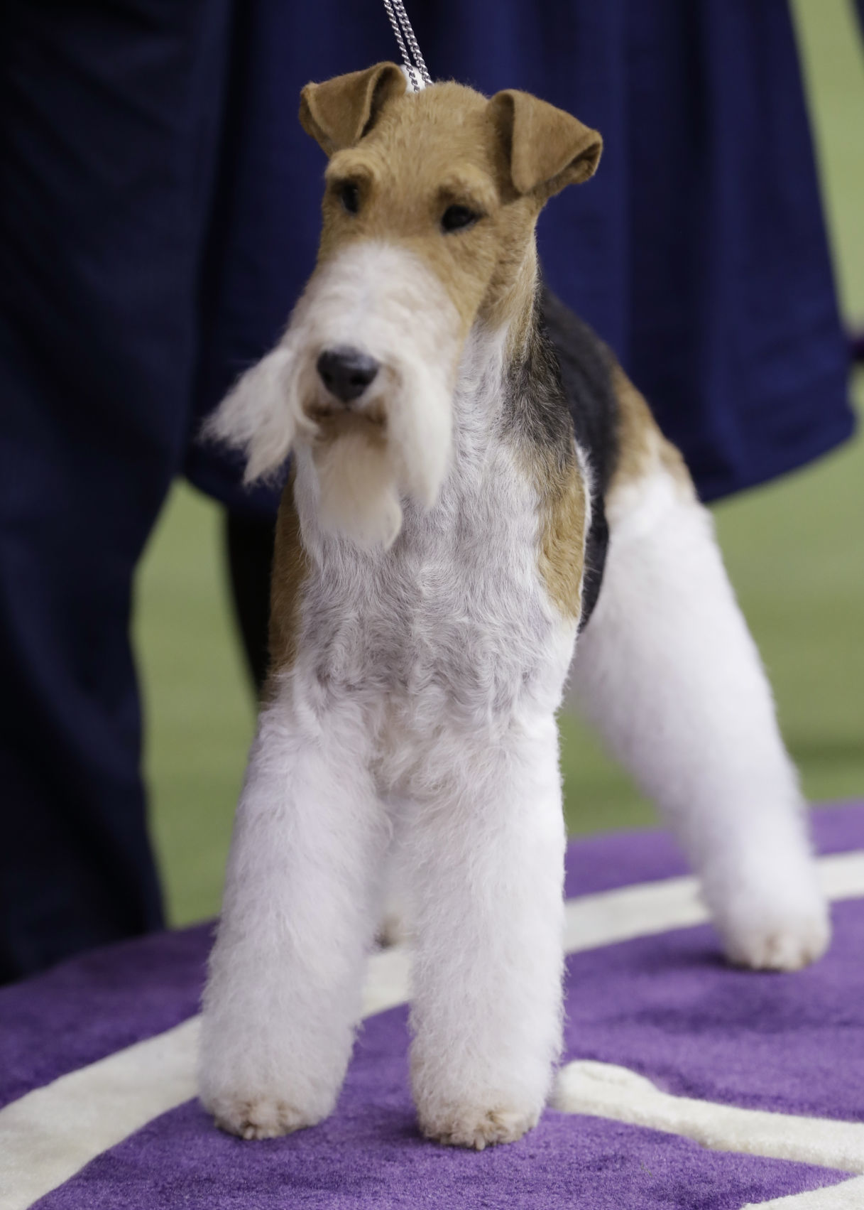 Westminster Dog Show